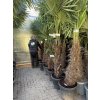 TRACHYCARPUS FORTUNEI, výška 250 cm, kmen 100 cm