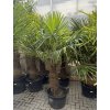 TRACHYCARPUS FORTUNEI, výška 200 cm, kmen 85 cm