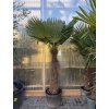 TRACHYCARPUS FORTUNEI, výška 200 cm, kmen 85 cm