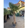 TRACHYCARPUS FORTUNEI, výška 200 cm, kmen 85 cm