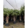 TRACHYCARPUS FORTUNEI, výška 200 cm, kmen 85 cm