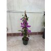 BOUGAINVILLIEA , BUGENVILEA 100 CM