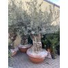 Olea europea - Olivovník. Výška 220 cm, obvod kmene 130 cm+