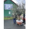 Olea europea - Olivovník. Výška 280 cm, obvod kmene 130 cm+