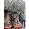 Olea europea - Olivovník. Výška 280 cm, obvod kmene 130 cm+