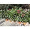 Nerium Oleander - Oleandr 90 cm +