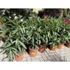 Nerium Oleander - Oleandr 90 cm +