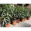 Nerium Oleander - Oleandr 65 cm +
