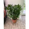 Nerium Oleander - Oleandr 90 cm +