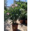 Nerium Oleander - Oleandr 65 cm +