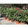 Nerium Oleander - Oleandr 65 cm +