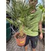 Chamaerops humilis, Žumara, 70 cm