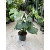 Monstera deliciosa, 40 cm