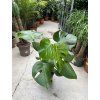 Monstera deliciosa, 40 cm