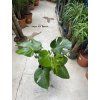 Monstera deliciosa, 40 cm