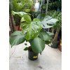 Monstera deliciosa, 40 cm