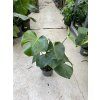Monstera deliciosa, 40 cm