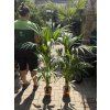Howea Forsteriana  120 cm