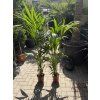 Howea Forsteriana  120 cm