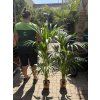 Howea Forsteriana  120 cm