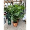 Rhapis excelsa 200 cm