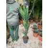 Yucca elegans, juka, původ rostliny Španělsko. 120 cm