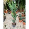 Yucca elegans, juka, původ rostliny Španělsko. 130 cm