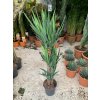 Yucca elegans, juka, původ rostliny Španělsko. 130 cm