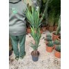 Yucca elegans, juka, původ rostliny Španělsko. 130 cm