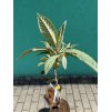 eriobotrya japonica,mišpule, 100 cm