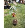 eriobotrya japonica,mišpule, 100 cm