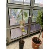 Annona cherimola, chirimoyo  100 cm