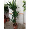 Yucca elegans, juka, původ rostliny Španělsko. 130 cm
