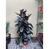 FICUS ELASTICA, adbijan 200 cm
