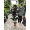 FICUS ELASTICA, adbijan 180 cm