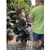 FICUS ELASTICA, adbijan 180 cm