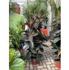 FICUS ELASTICA, adbijan 200 cm