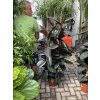 FICUS ELASTICA, adbijan 180 cm
