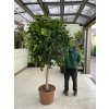 Ficus Benjamina , benjamín, kmínek, původ rostliny Španělsko 230 cm