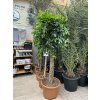 FICUS Benjamina 230 cm