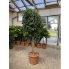 FICUS Benjamina 230 cm