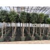 FICUS Benjamina 230 cm