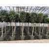 FICUS Benjamina 280 cm