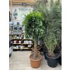 FICUS Benjamina 230 cm