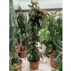 Ficus Amstel King, původ rostliny Španělsko. 180 cm