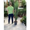 Yucca elegans, juka, původ rostliny Španělsko. 160 cm