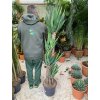 Yucca elegans, juka, původ rostliny Španělsko. 160 cm