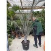 Dypsis decaryi, 180 cm