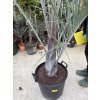 Dypsis decaryi, 180 cm