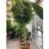 Ficus benjamina propleteny, 3m
